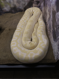Snake at the WildPark Antalya at the Antalya Aquarium