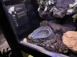 Royal Python at the WildPark Antalya at the Antalya Aquarium, with explanation