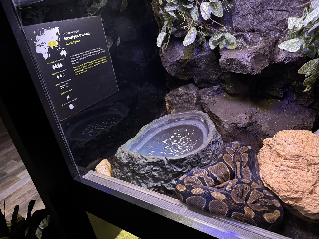 Royal Python at the WildPark Antalya at the Antalya Aquarium, with explanation