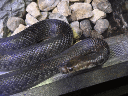 Snake at the WildPark Antalya at the Antalya Aquarium