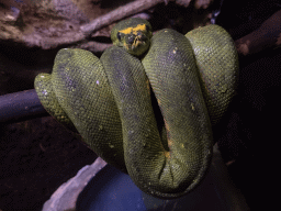 Green Tree Python at the WildPark Antalya at the Antalya Aquarium