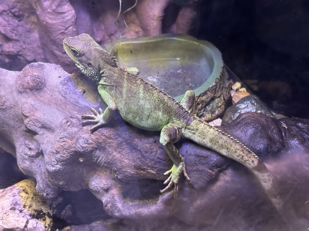 Chinese Water Dragon at the WildPark Antalya at the Antalya Aquarium