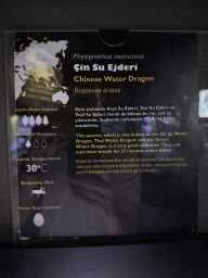 Explanation on the Chinese Water Dragon at the WildPark Antalya at the Antalya Aquarium
