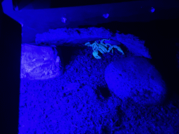 Scorpion at the WildPark Antalya at the Antalya Aquarium