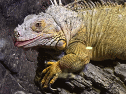 Lizard at the WildPark Antalya at the Antalya Aquarium