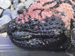 Head of a Gila Monster at the WildPark Antalya at the Antalya Aquarium