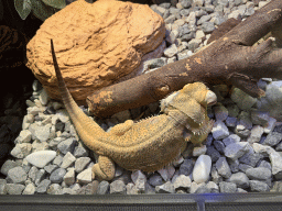 Lizard at the WildPark Antalya at the Antalya Aquarium