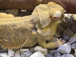 Lizard at the WildPark Antalya at the Antalya Aquarium