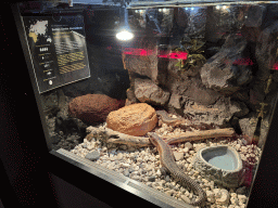 Sudan Plated Lizard at the WildPark Antalya at the Antalya Aquarium, with explanation
