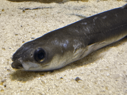 Fish at the WildPark Antalya at the Antalya Aquarium