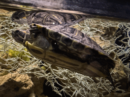 Turtle at the WildPark Antalya at the Antalya Aquarium
