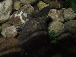 Eastern Long-necked Turtle at the WildPark Antalya at the Antalya Aquarium
