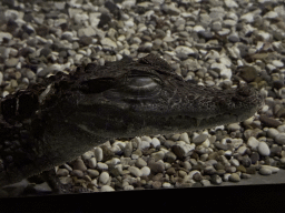 Siamese Crocodile at the WildPark Antalya at the Antalya Aquarium