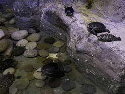 Turtles at the WildPark Antalya at the Antalya Aquarium