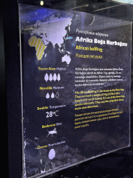 Explanation on the African Bullfrog at the WildPark Antalya at the Antalya Aquarium