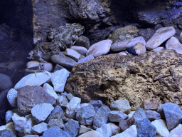 African Bullfrogs and Locust at the WildPark Antalya at the Antalya Aquarium