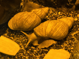 Snails at the WildPark Antalya at the Antalya Aquarium
