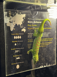 Day Gecko at the WildPark Antalya at the Antalya Aquarium, with explanation