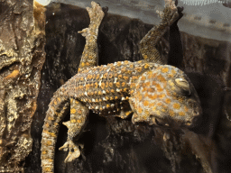 Gecko at the WildPark Antalya at the Antalya Aquarium