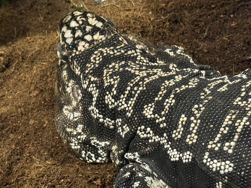 Argentine Black and White Tegu at the WildPark Antalya at the Antalya Aquarium