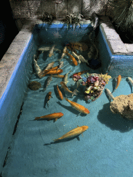 Fishes at the WildPark Antalya at the Antalya Aquarium