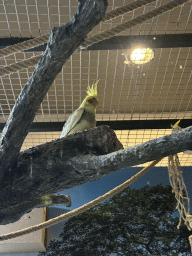 Parrots at the WildPark Antalya at the Antalya Aquarium