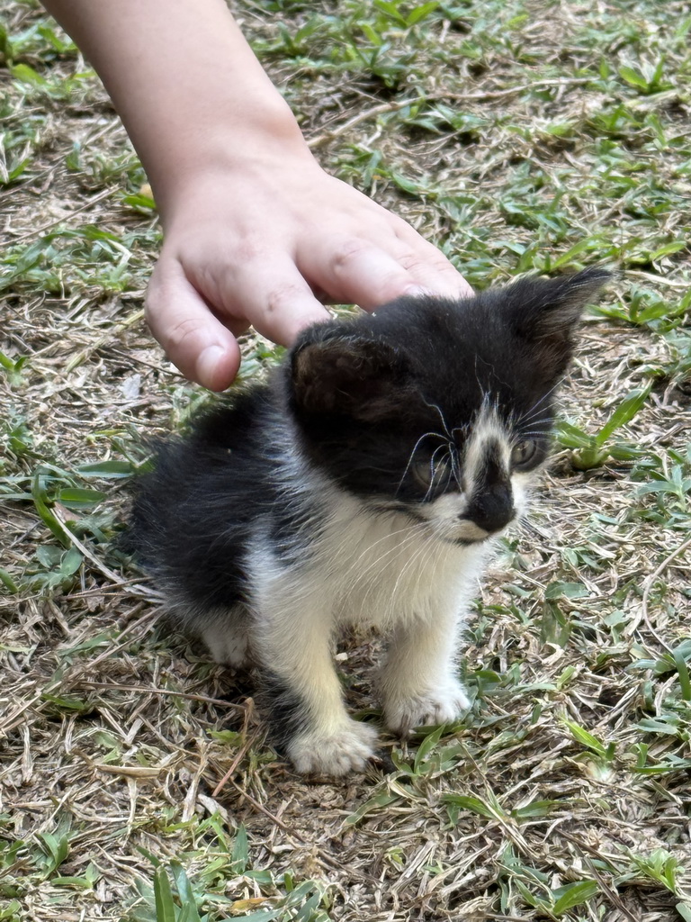 Max with a kitten at the Cat Shelter at the Atatürk Kültür Park