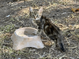 Kitten at the Cat Shelter at the Atatürk Kültür Park