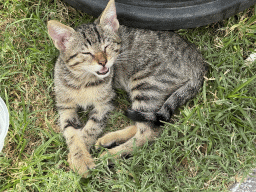 Cat at the garden of the Rixos Downtown Antalya hotel