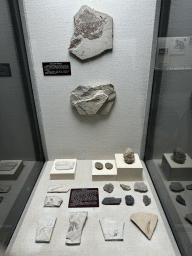 Fossils of fishes and plants at the Nature History and Prehistory Gallery at the ground floor of the Antalya Archeology Museum, with explanation