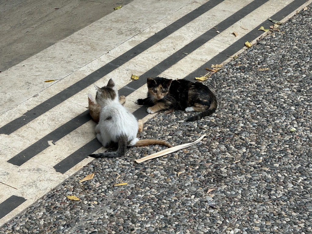 Kittens at the garden of the Antalya Archeology Museum