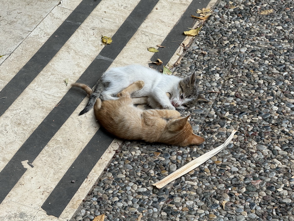 Kittens at the garden of the Antalya Archeology Museum