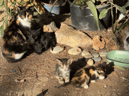 Cat and kittens at the Cat Shelter at the Atatürk Kültür Park