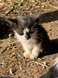 Kitten at the Cat Shelter at the Atatürk Kültür Park