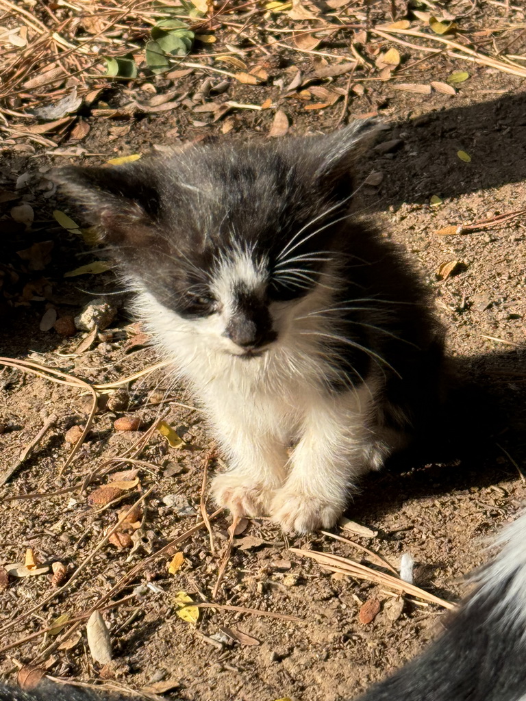 Kitten at the Cat Shelter at the Atatürk Kültür Park