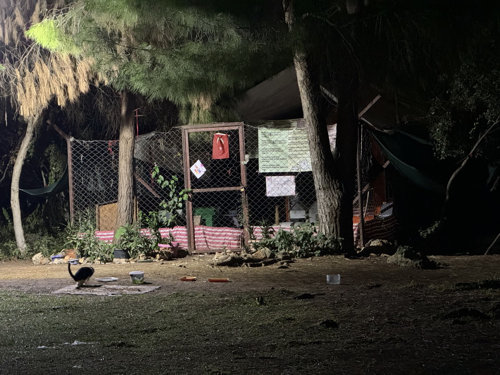 Cat in front of the Cat Shelter at the Atatürk Kültür Park, by night