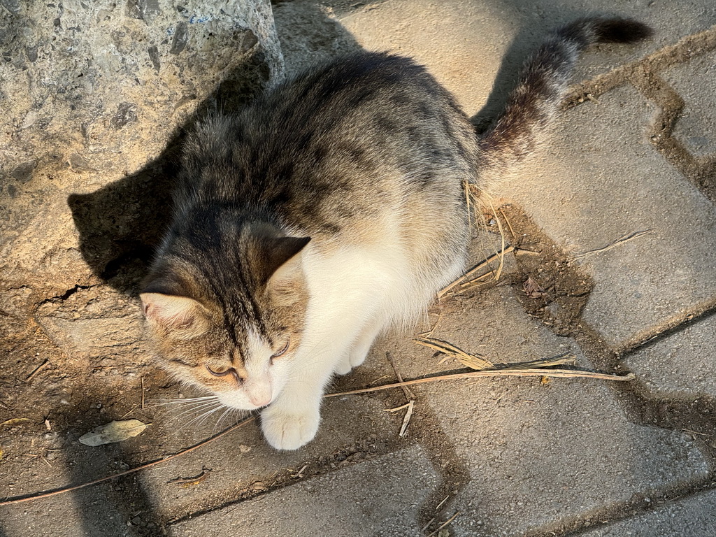 Cat at the Düden Park