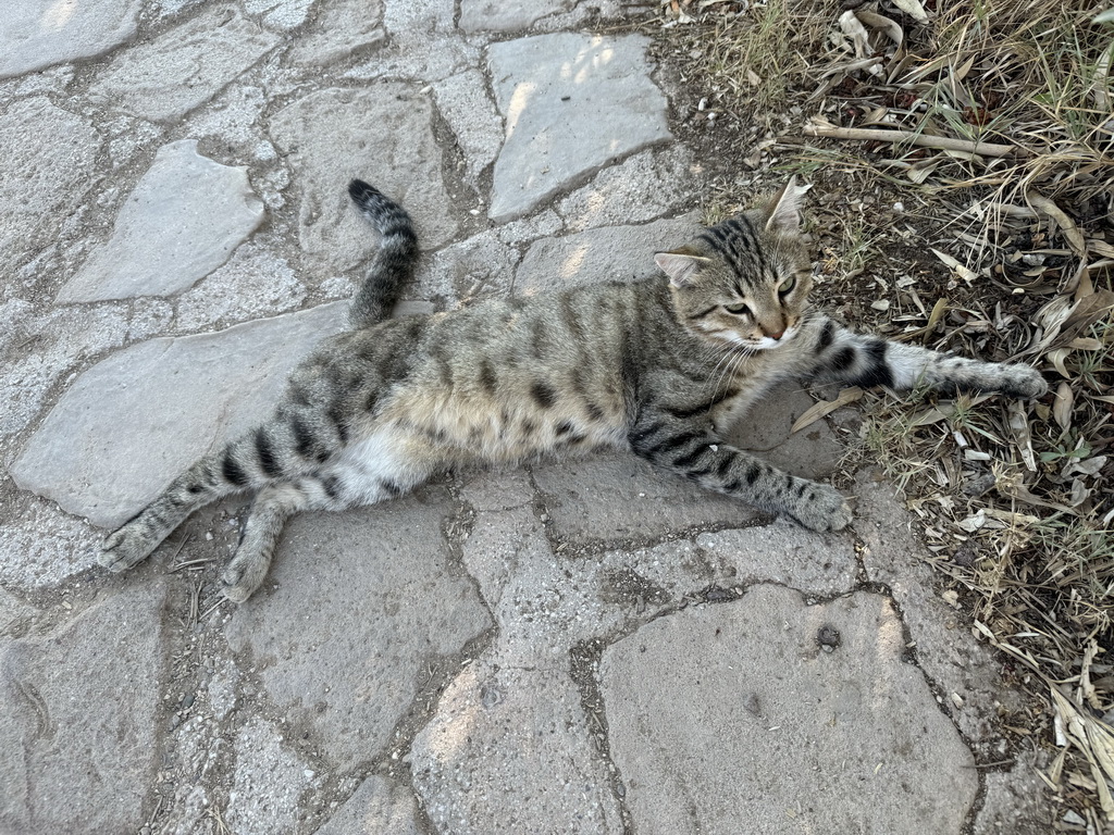 Cat at the Düden Park