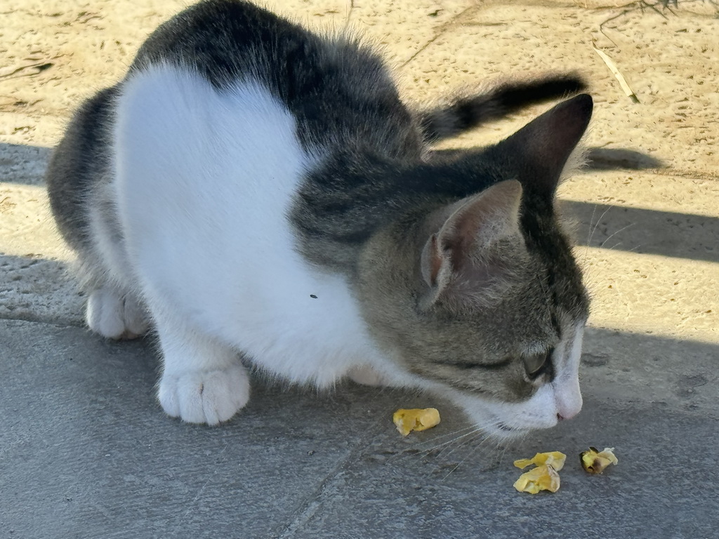 Cat at the Düden Park