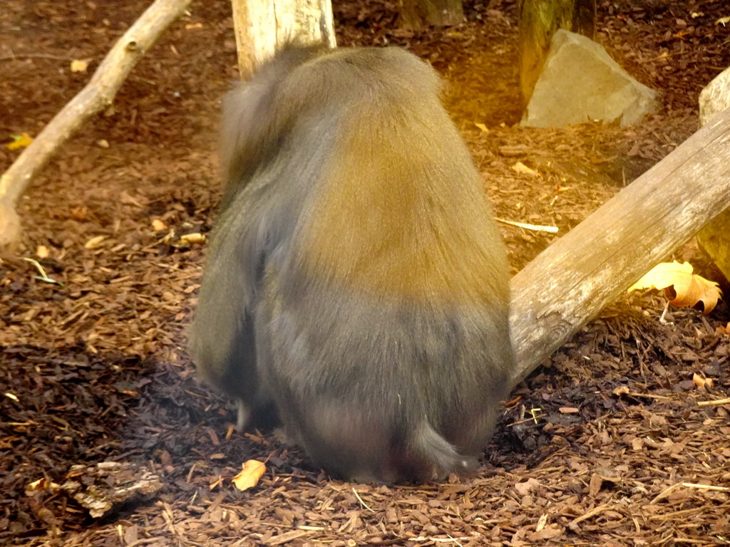 Hamadryas Baboon at the Antwerp Zoo