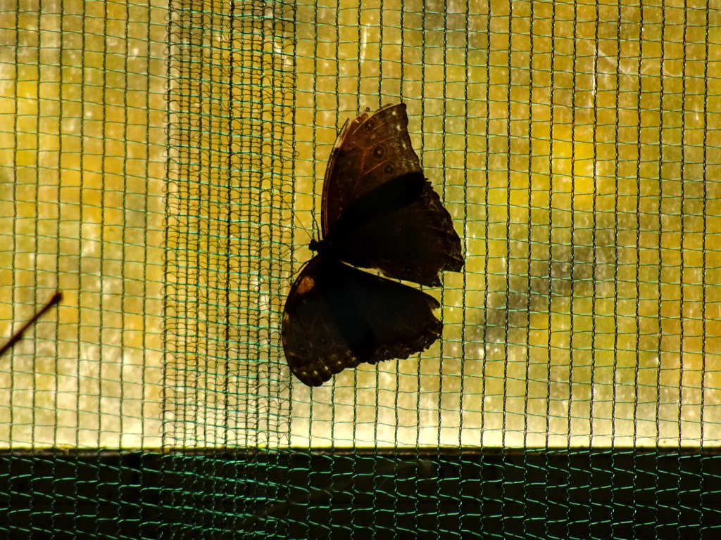 Butterfly at the Butterfly Garden at the Antwerp Zoo