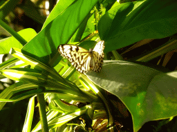 Butterfly at the Butterfly Garden at the Antwerp Zoo