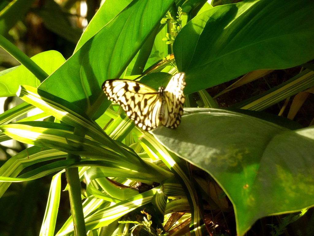 Butterfly at the Butterfly Garden at the Antwerp Zoo