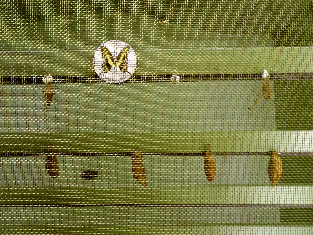 Pupae of the King Swallowtail at the Butterfly Garden at the Antwerp Zoo, with explanation