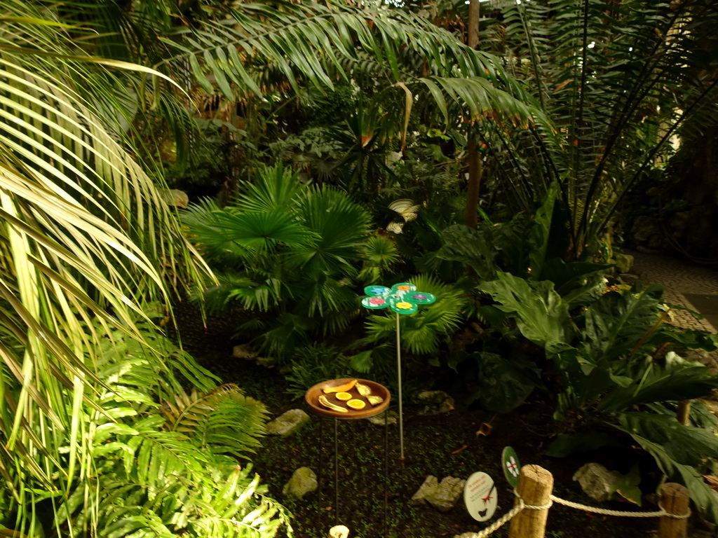 Butterflies at the Butterfly Garden at the Antwerp Zoo