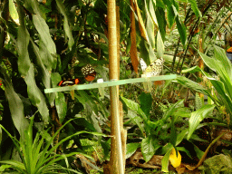 Butterflies at the Butterfly Garden at the Antwerp Zoo