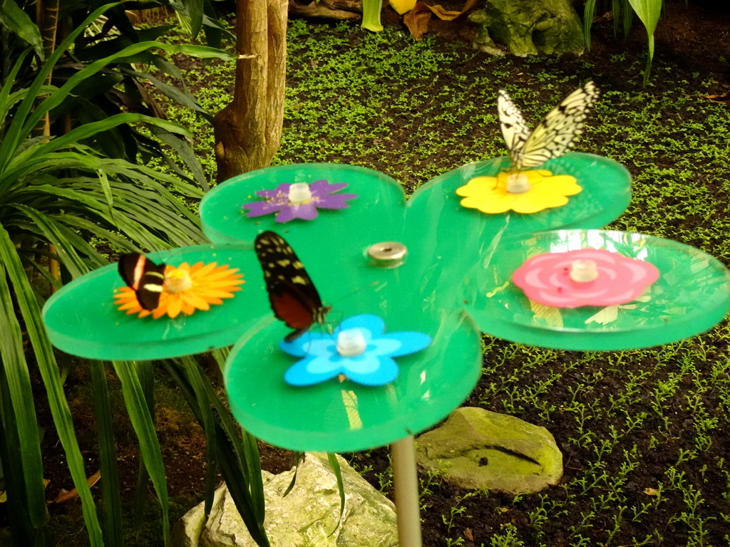 Butterflies at the Butterfly Garden at the Antwerp Zoo