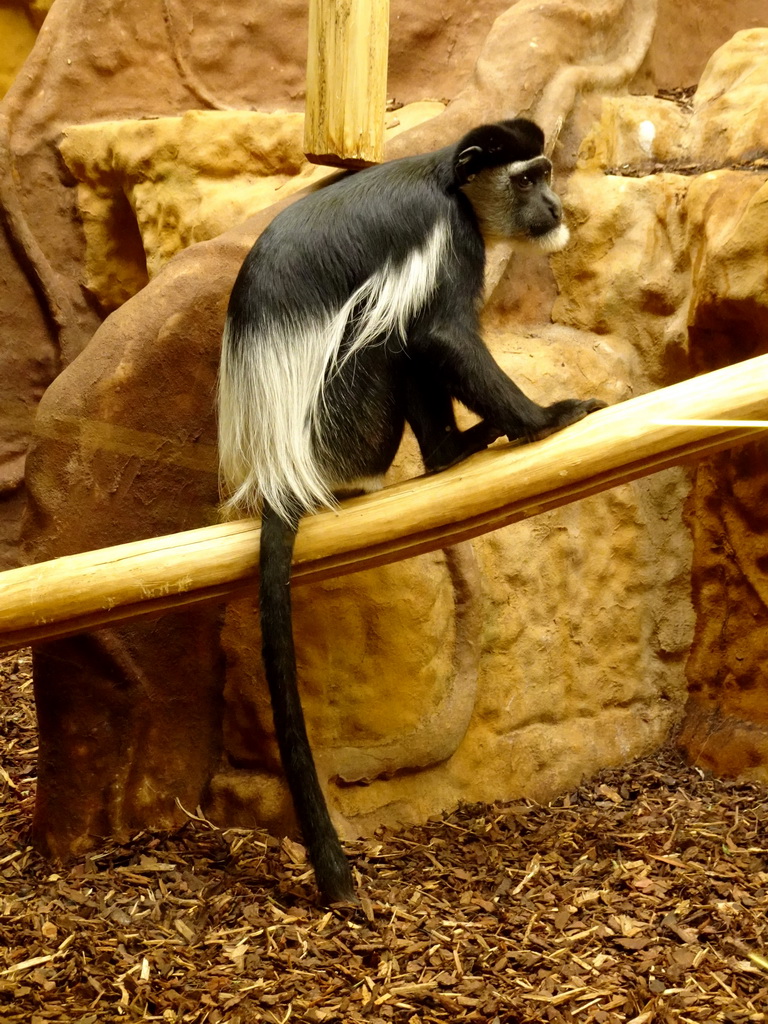 Black-and-white Colobus at the Monkey Building at the Antwerp Zoo