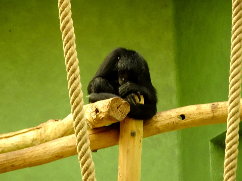 Brown-headed Spider Monkey at the Monkey Building at the Antwerp Zoo
