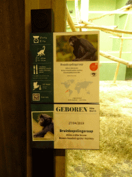 Explanation on the Brown-headed Spider Monkey at the Monkey Building at the Antwerp Zoo